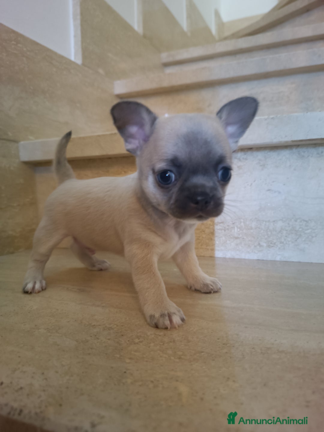 Immagine della galleria {{count}}