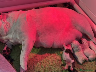 Bulldog cani Cucciolo bulldog inglese - Annuncio 1