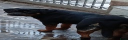 Rottweiler cani in vendita: Splendida Rottweiler femmina di 9 mesi. - Annuncio 4