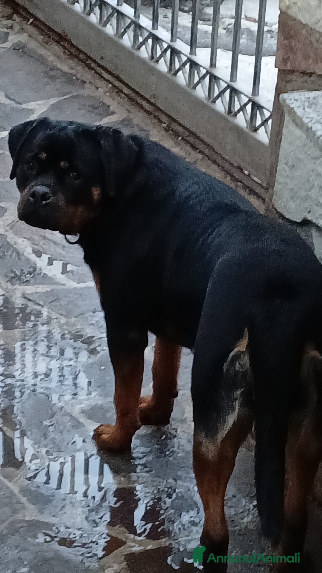 Rottweiler cani in vendita: Splendida Rottweiler femmina di 9 mesi. - Annuncio 4