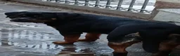 Rottweiler cani in vendita: Splendida Rottweiler femmina di 9 mesi. - Annuncio 4