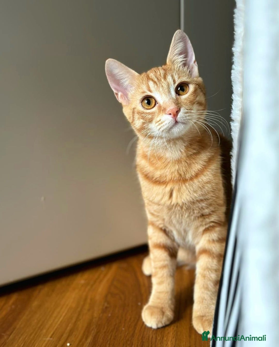 Europeo gatti in regalo: Petra e Miniato dolci rossini  - Annuncio 8