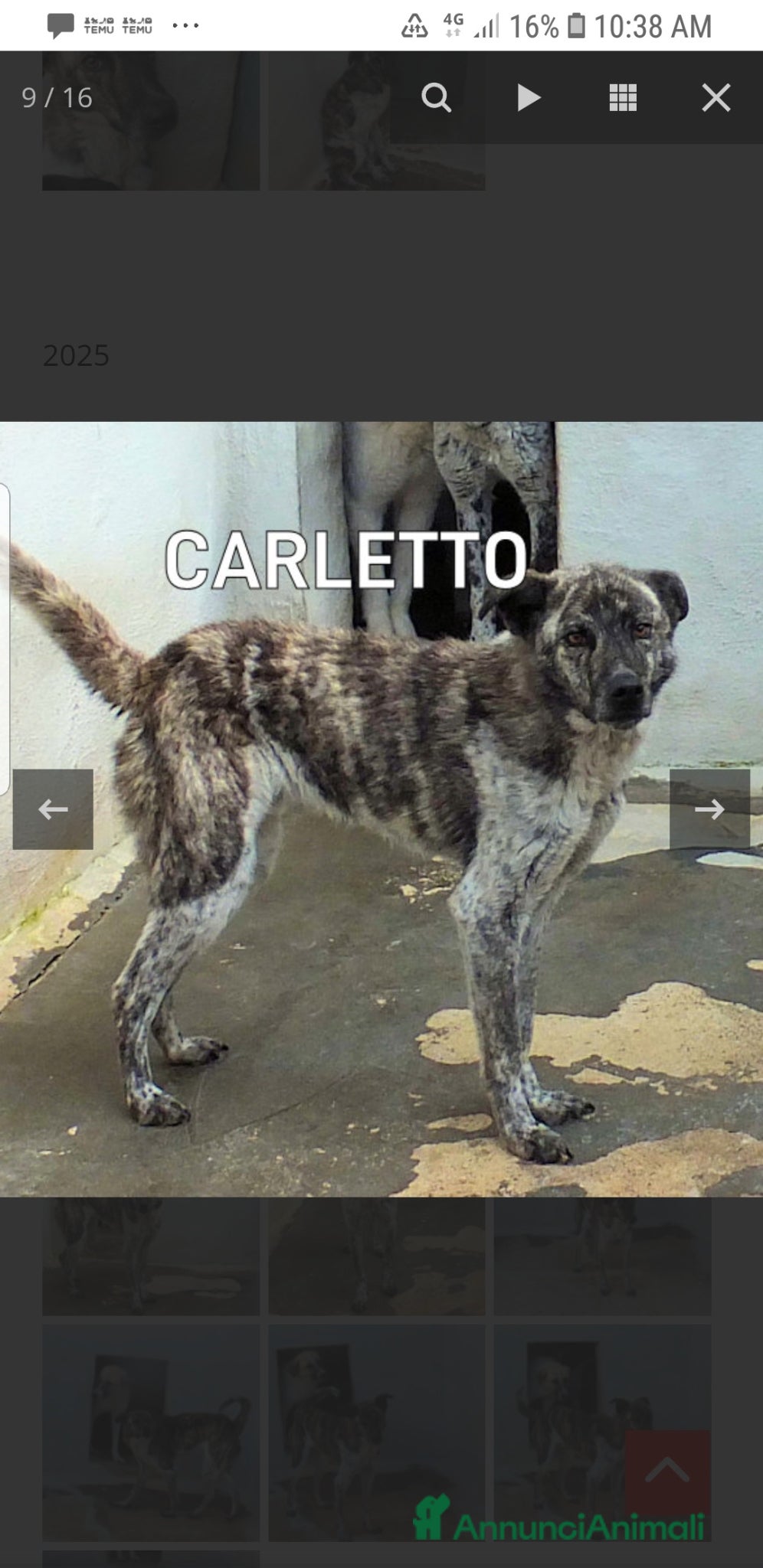 Meticcio cani ADOZ.DEL💔:abband.a 6mesi chiuso in box, x sempre? - Annuncio 7