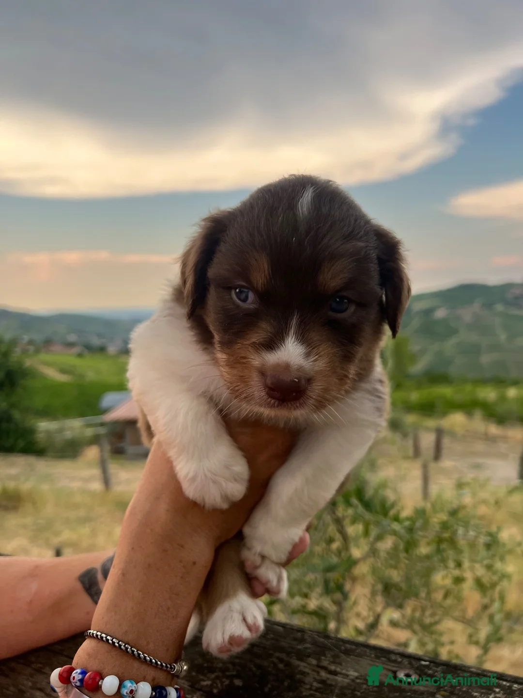 Australian Shepherd cani in vendita: Cuccioli maschi australian shepherd Red tri color - Annuncio 6