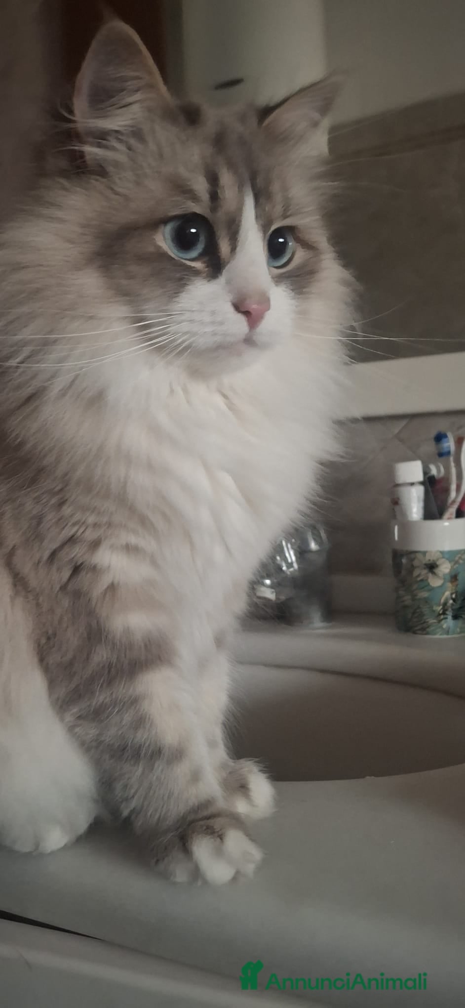 Siberiano gatti Cuccioli di Siberiano neva masquerade - Annuncio 2