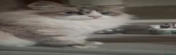 Siberiano gatti in vendita: Cuccioli di Siberiano neva masquerade a Città metropolitana di Roma Capitale - Annuncio 1