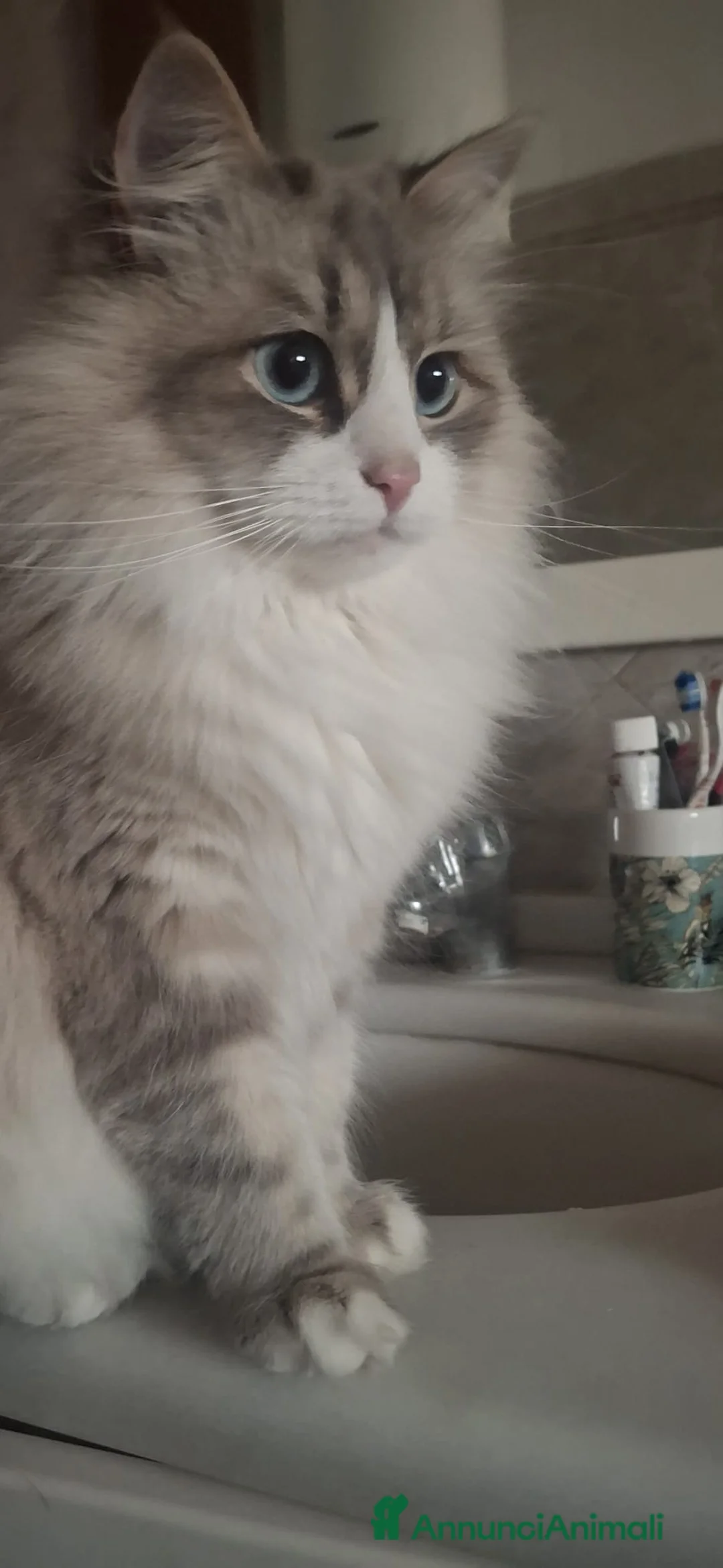 Siberiano gatti in vendita: Cuccioli di Siberiano neva masquerade a Città metropolitana di Roma Capitale - Annuncio 1