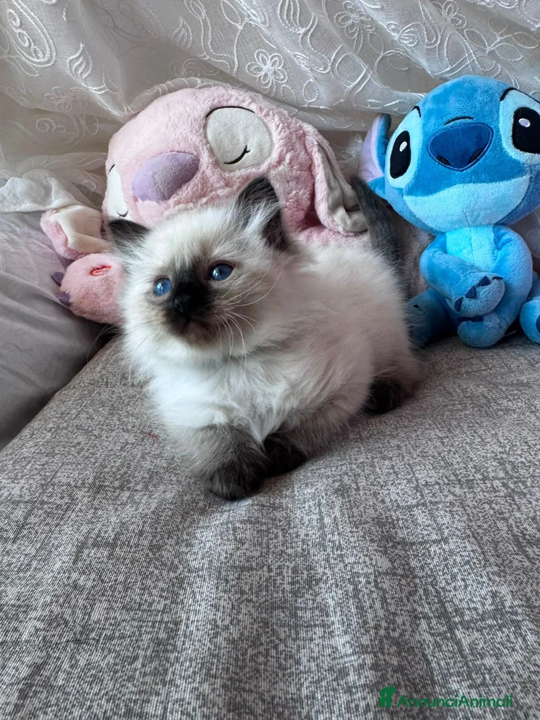 Ragdoll gatti in vendita: Cuccioli Ragdoll disponibili a Città metropolitana di Messina - Annuncio 28