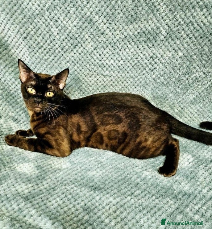 Bengala gatti Gatti del bengala con pedigree Anfi - Annuncio 35