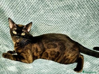 Bengala gatti Gatti del bengala con pedigree Anfi - Annuncio 35