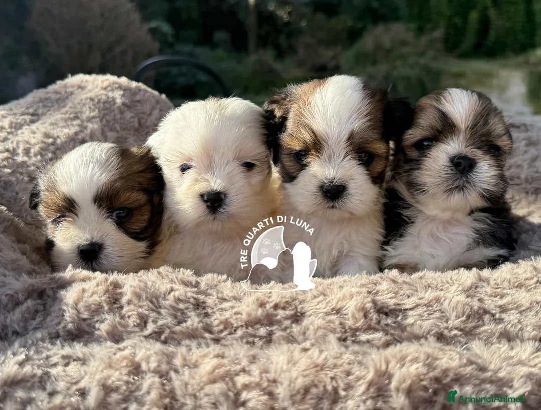 Maltipoo cani in vendita: Lhasa Apso Maltipoo Barboncino Tre Quarti di Luna - Annuncio 1