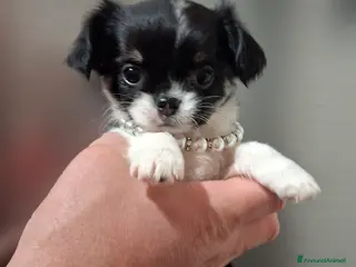 Chihuahua cani Chihuahua pelo lungo - Annuncio 2