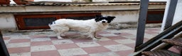 Border Collie cani in regalo: Alex simil border collie vive su un terrazzo .. - Annuncio 4