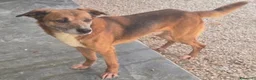 Meticcio cani in regalo: 16 kg, 4 anni rischia il canile    - Annuncio 5