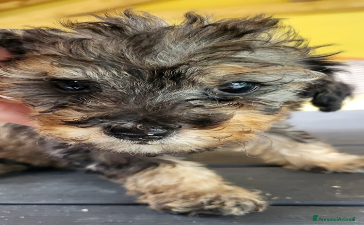 Barboncino cani a Città metropolitana di Milano - Annuncio 3