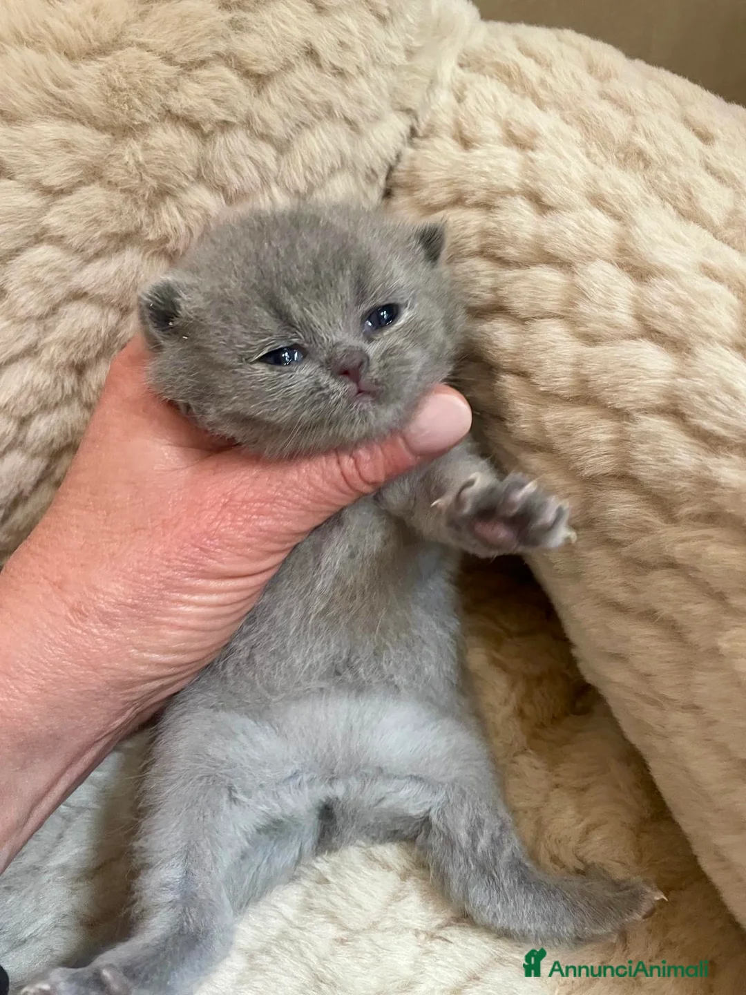 Scottish gatti in vendita: Scottish Fold Straight Blue Pedigree - Annuncio 7
