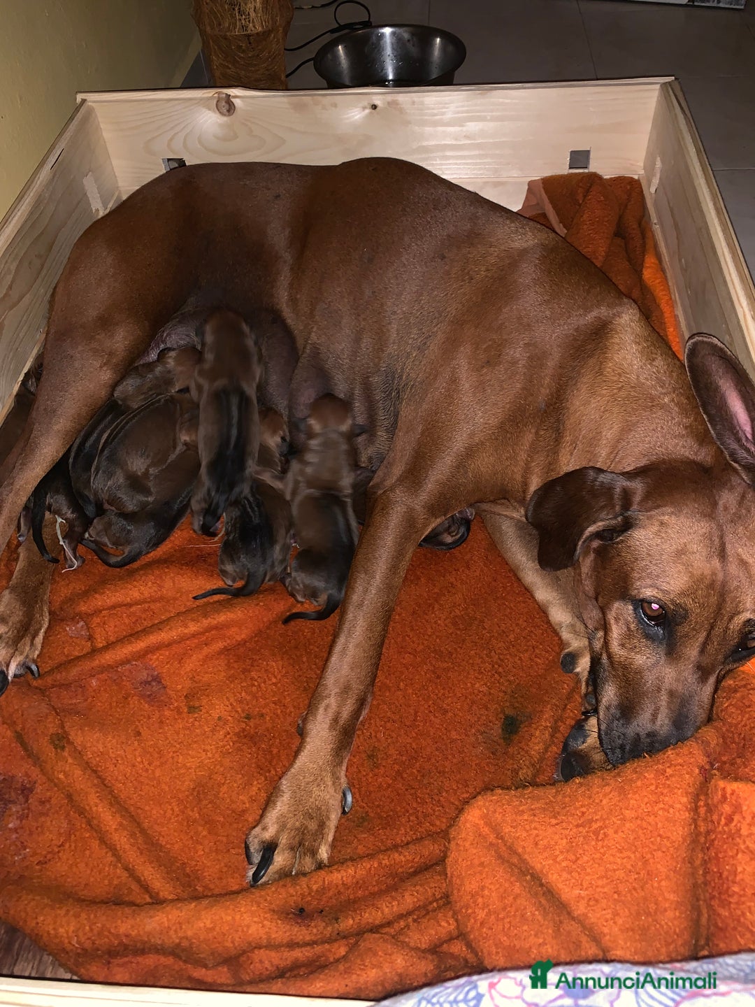 Rhodesian Ridgeback cani in vendita: Rhodesian Ridgeback cuccioli  - Annuncio 3