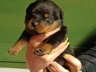 Rottweiler cani Cuccioli Rottweiler - Annuncio 6