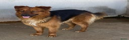 Meticcio cani in regalo: Whisky dolce cagnolino 4 anni cerca casa  a Provincia di Latina - Annuncio 4