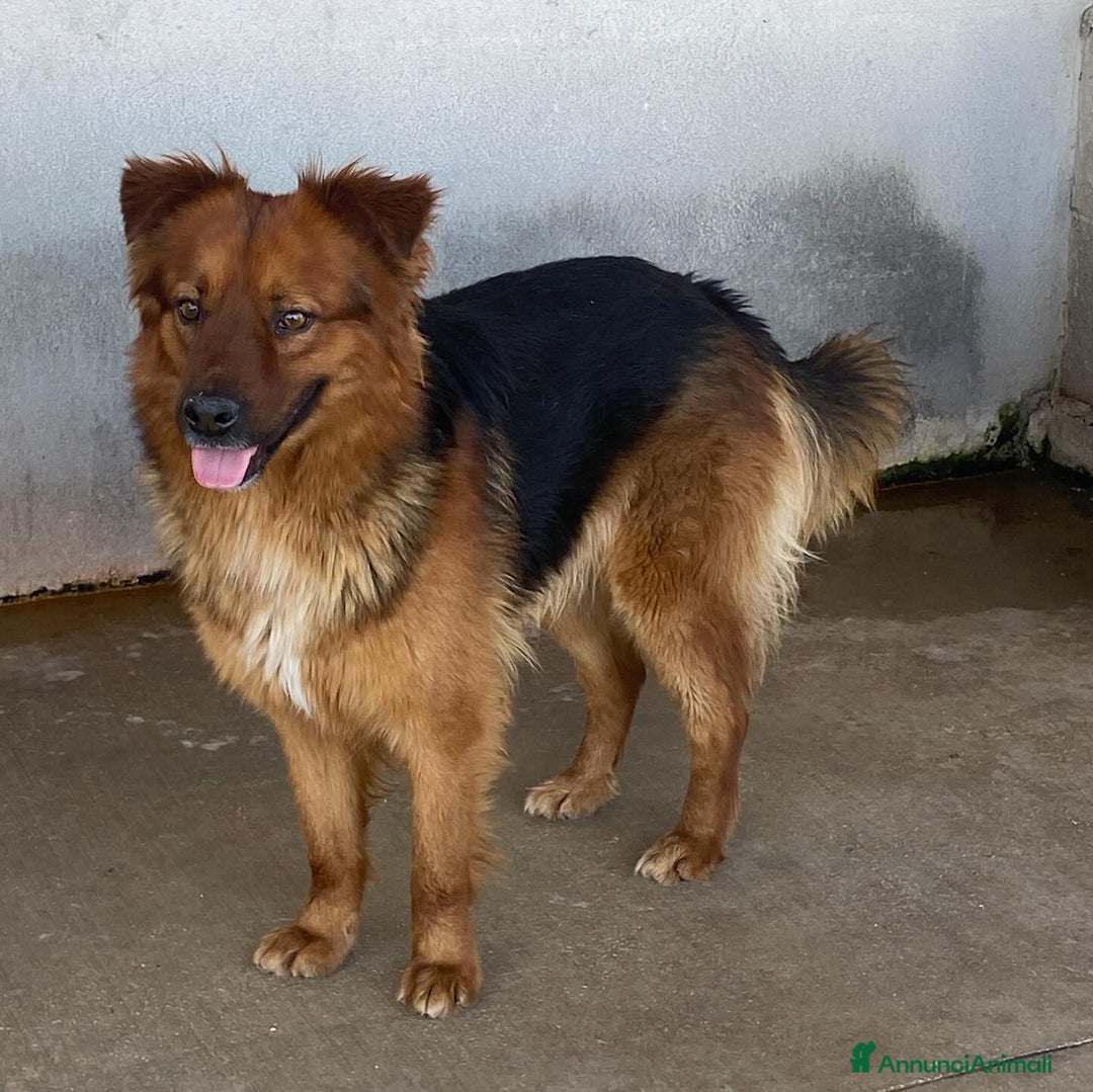 Meticcio cani in regalo: Whisky dolce cagnolino 4 anni cerca casa  a Provincia di Latina - Annuncio 4