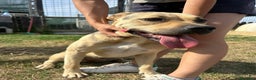 Meticcio cani in regalo: Penelope a Provincia di Latina - Annuncio 3