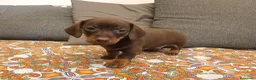 Bassotto cani in vendita: Cuccioli bassotto cioccolato e Arlecchino.  - Annuncio 4
