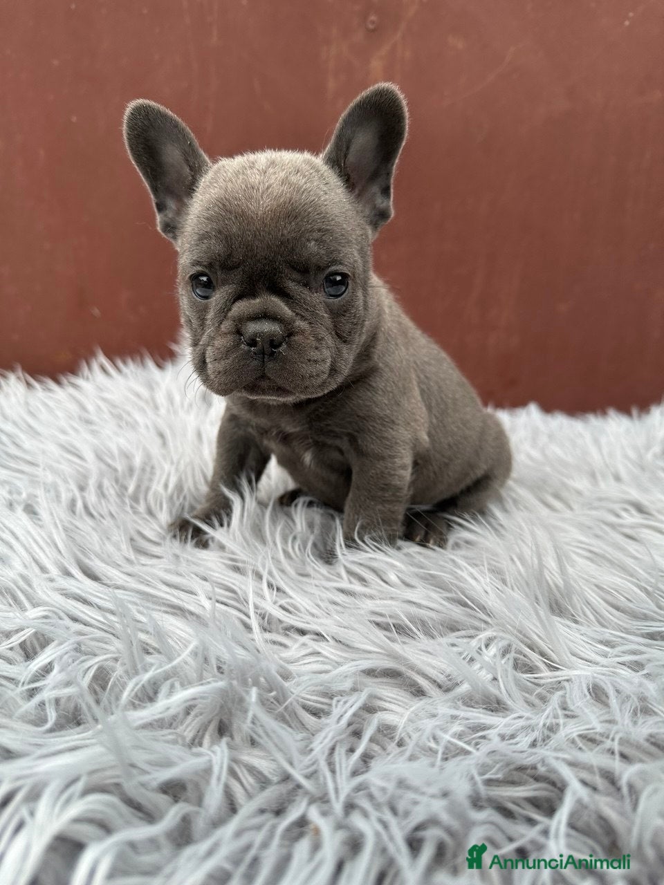 Bulldog Francese cani Bulldog francesi cuccioli blu - Annuncio 3