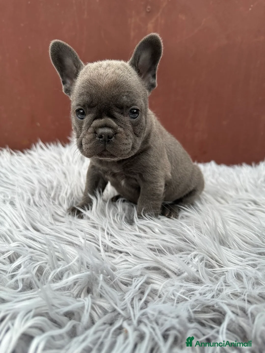 Bulldog Francese cani in vendita: Bulldog francesi cuccioli blu - Annuncio 1