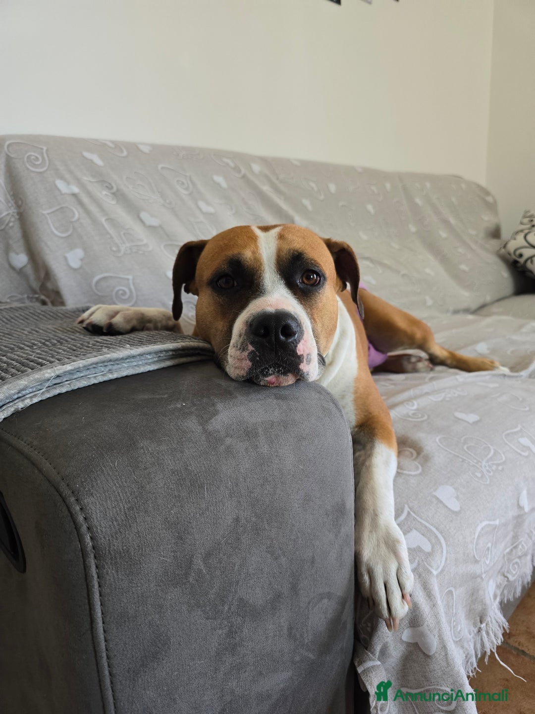 American Staffordshire cani in vendita: Cuccioli Amstaff  - Annuncio 10