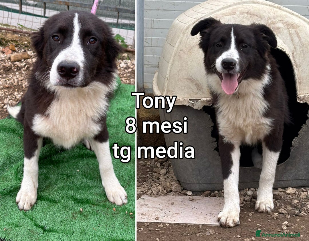 Meticcio cani in regalo: CUCCIOLI BISOGNOSI CERCANO FAMIGLIA - Annuncio 3