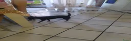 Meticcio cani in regalo: Moka cerca una famiglia affettuosa come lei - Annuncio 4