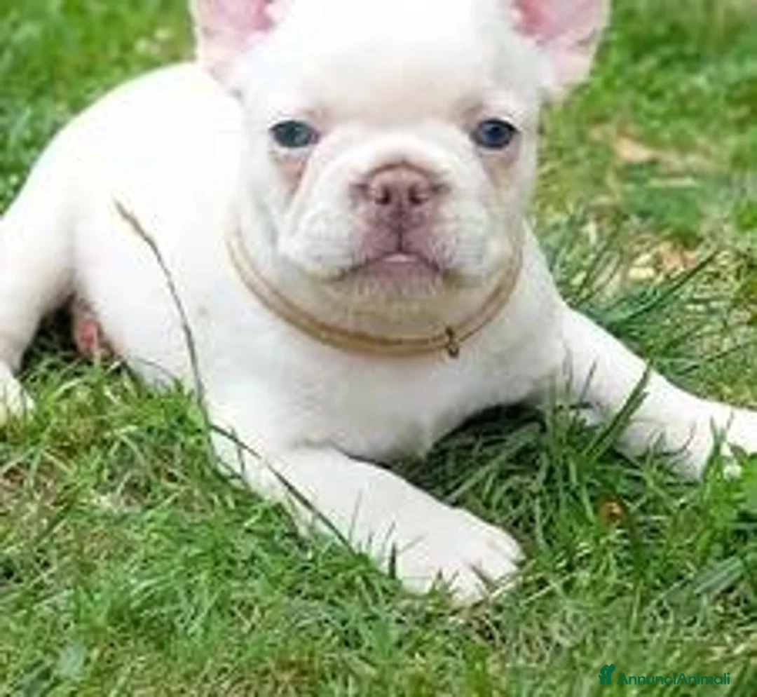 Bulldog Francese cani in vendita: Cucciole bulldog francese - Annuncio 2