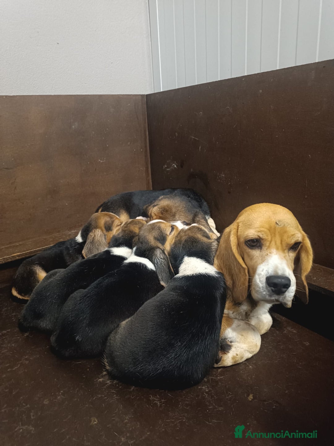 Beagle cani in vendita: Cuccioli Beagle - Annuncio 1