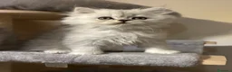 Persiano gatti in vendita: Gattino Cucciolo Persiano - Annuncio 7