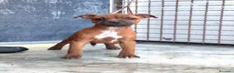 Staffordshire cani in vendita: Cuccioli Staffordshire Bull terrier  - Annuncio 3