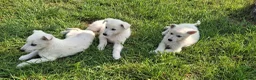 Pastore Svizzero cani in vendita: Cucciolo pastore svizzero a Provincia di Cuneo - Annuncio 3