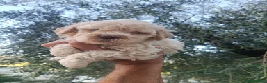 Lagotto 6