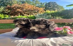 Barboncino cani in vendita: Barboncino  - Annuncio 5