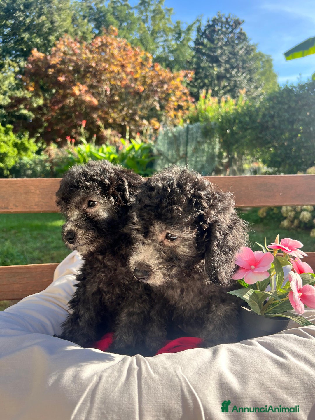 Barboncino cani in vendita: Barboncino  - Annuncio 5