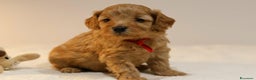 Meticcio cani in vendita: Cuccioli di F1BB Cavapoo Rosso & Crema - Annuncio 33