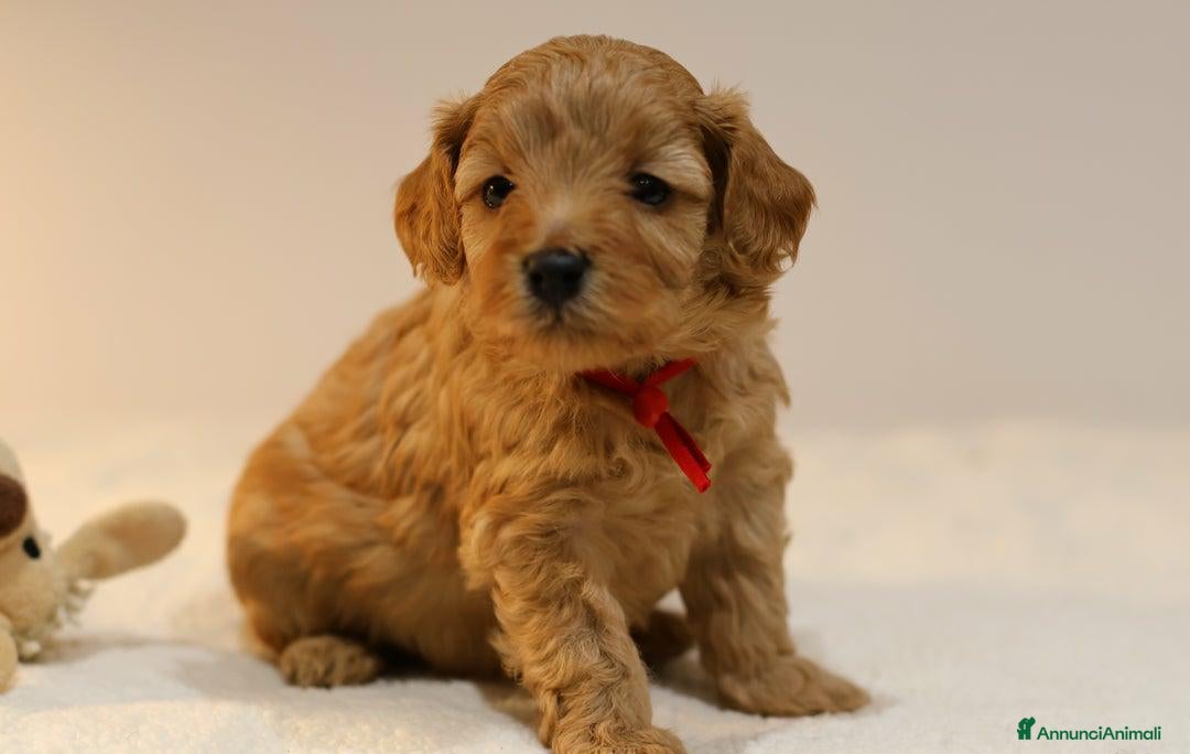 Meticcio cani in vendita: Cuccioli di F1BB Cavapoo Rosso & Crema - Annuncio 33