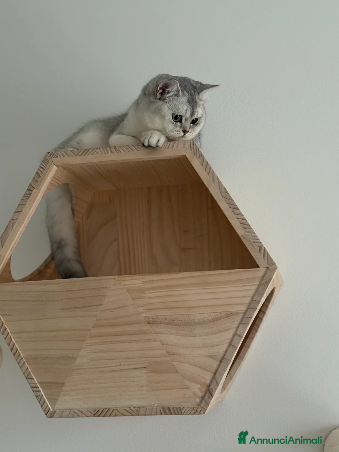 Scottish gatti in vendita: Scottish Straight  - Annuncio 7