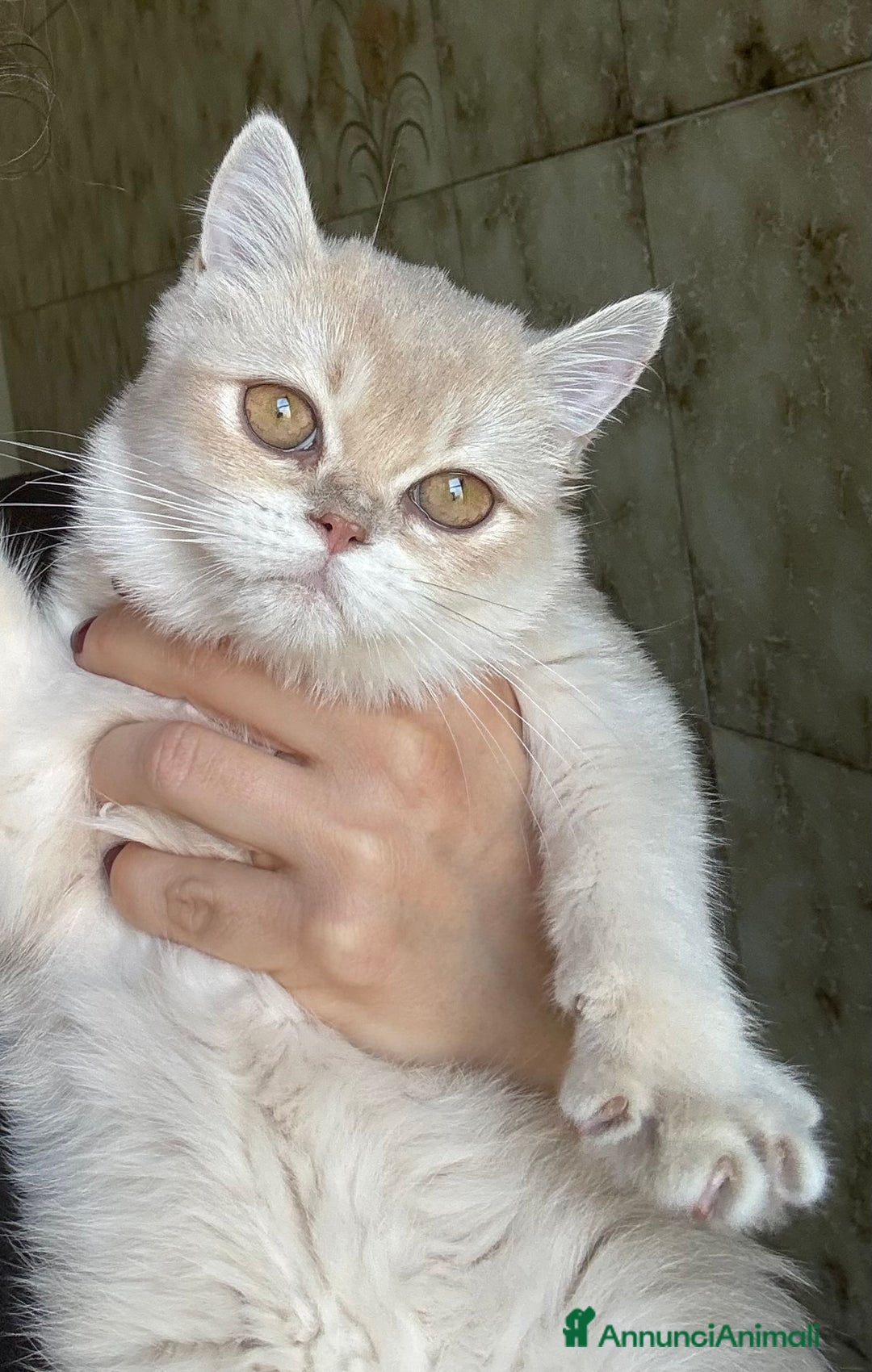 British gatti in vendita: British femmina lilac  - Annuncio 4