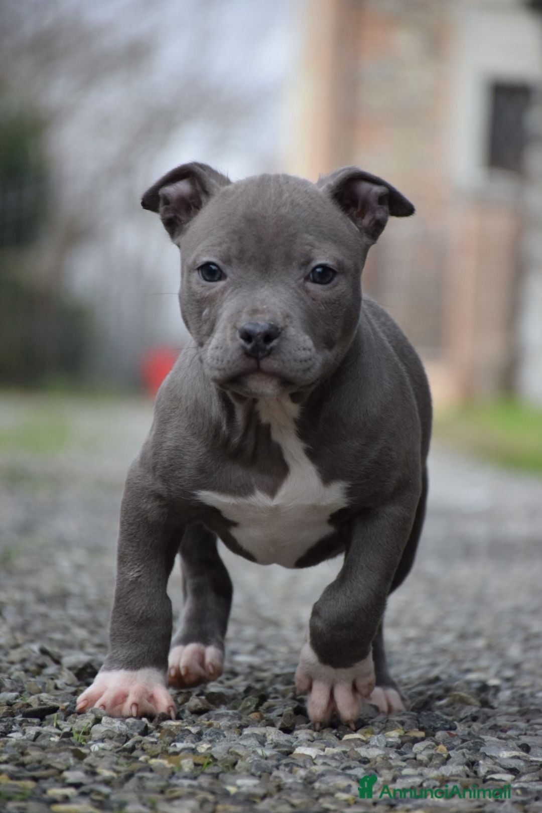 Pitbull cani Cucciole di Pit bull con pedigree fino a 12 rate! - Annuncio 1