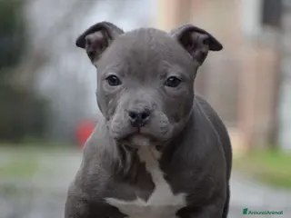 Pitbull cani Cucciole di Pit bull con pedigree fino a 12 rate! - Annuncio 1