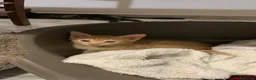 Meticcio gatti in regalo: Tiziano e Valentino 2 mesi  - Annuncio 5