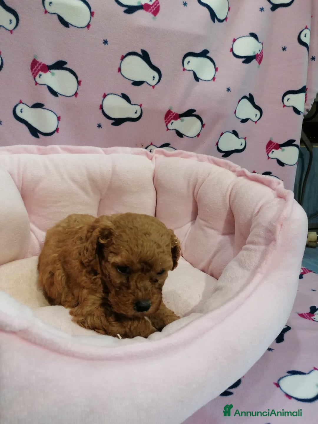Barboncino cani in vendita: Barboncini nani a Province of Rovigo - Immagine 4