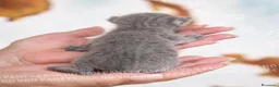 Scottish gatti in vendita: Cuccioli di Scottish Fold e Straight con Pedigree - Annuncio 9