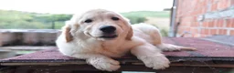 Golden Retriever cani in vendita: Cuccioli Golden Retriever a Provincia di Parma - Annuncio 11