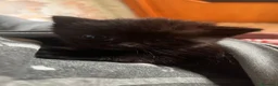 Meticcio gatti in vendita: Gattini  a Provincia di Pavia - Annuncio 4